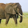 Safari - Amboseli